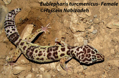 Eublepharis turcmenicus