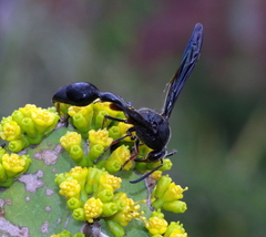 Delta bonellii