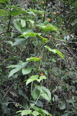Gurania lobata