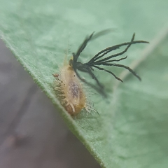 Aspidimorpha sanctaecrucis