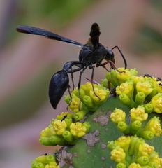Delta bonellii