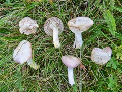 Cuphophyllus flavipes