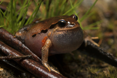 Haswell's Froglet photo 2