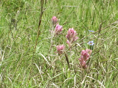 Castilleja purpurea