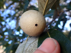 Amphibolips trizonata