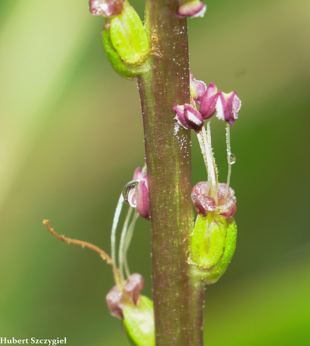 Plantago pachyphylla