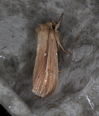Mythimna pallens