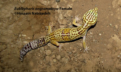 Eublepharis angramainyu