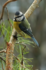 Cyanistes caeruleus