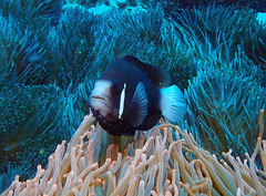 Amphiprion mccullochi