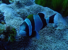 Amphiprion latezonatus
