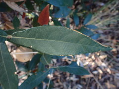 Quercus hypoleucoides