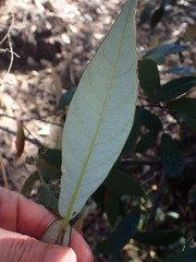 Quercus hypoleucoides
