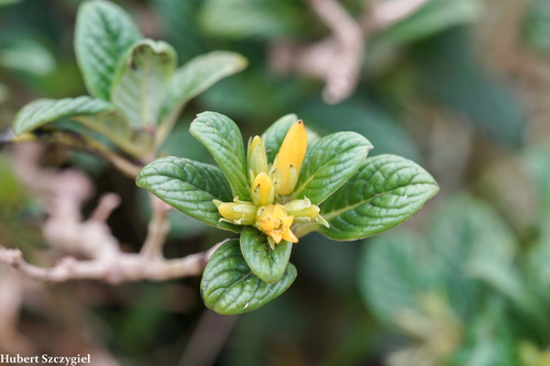 ridgetop labordia (Labordia hosakana)