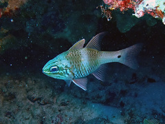 Ostorhinchus norfolcensis