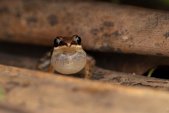 Minervarya syhadrensis