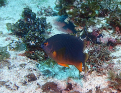 Plectroglyphidodon gascoynei