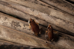 Minervarya syhadrensis