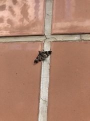 Chabula acamasalis