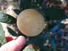 Amphibolips trizonata