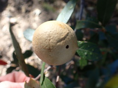 Amphibolips trizonata
