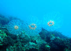 Cyclosalpa affinis