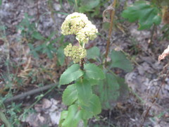 Hylotelephium maximum maximum