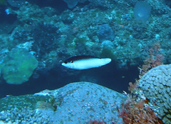 Anampses neoguinaicus