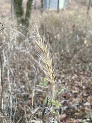 Elymus virginicus virginicus