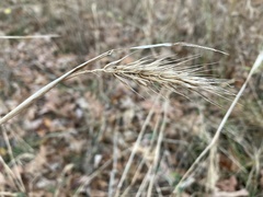 Elymus virginicus virginicus