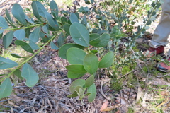 Acacia sporadica