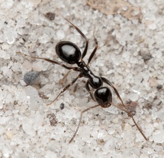 Prolasius