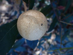 Amphibolips trizonata
