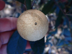 Amphibolips trizonata