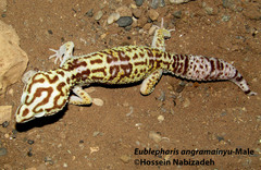 Eublepharis angramainyu