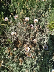 Arctotis stoechadifolia