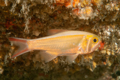 Optivus agastos