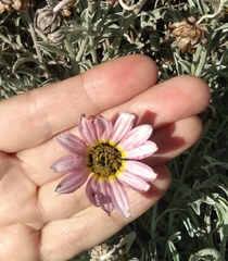Arctotis stoechadifolia