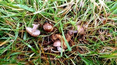 Dissoderma paradoxum
