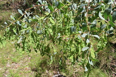 Acacia sporadica
