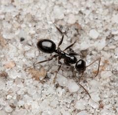 Prolasius