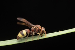 Antodynerus punctatipennis