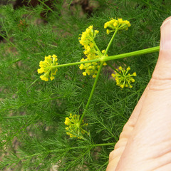 Lomatium filicinum