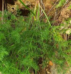 Lomatium filicinum