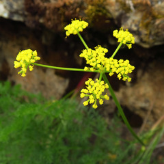 Lomatium filicinum