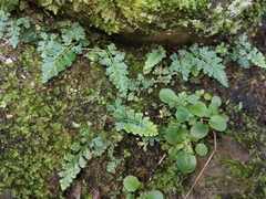 Asplenium pekinense