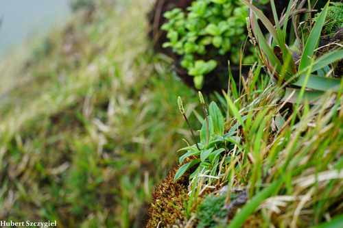 Plantago pachyphylla