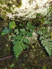 Asplenium pekinense