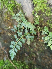 Asplenium pekinense
