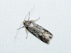 Philobota orescoa